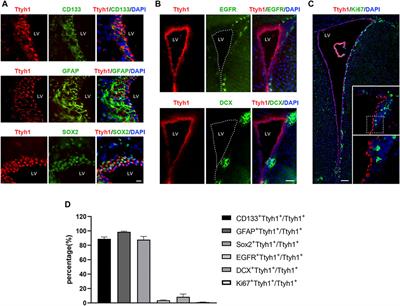 Transmembrane Protein Ttyh1 Maintains the Quiescence of Neural Stem Cells Through Ca2+/NFATc3 Signaling